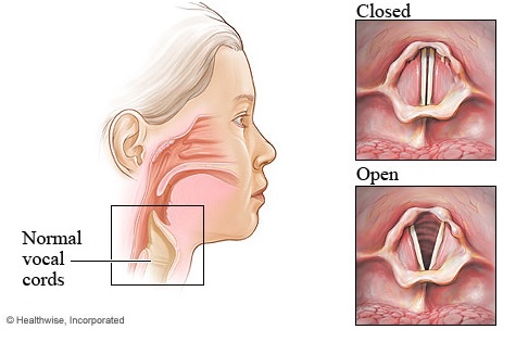 Stembanden Stembanden